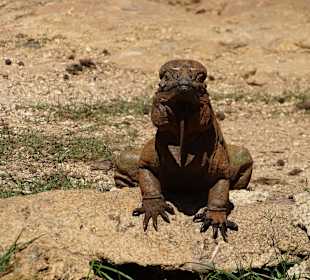 Höhle der Wunder - Cueva de las Maravillas