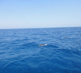 Delphinschwimmen mit Delfine & Meer Hurghada