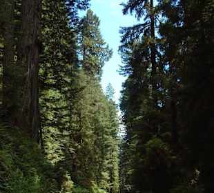 Parco nazionale Redwood