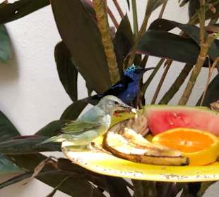 Key West Butterfly & Nature Conservatory
