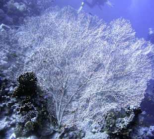 Nurkowanie w Sharm el Sheikh - podwodne życie