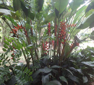Szenerie im Botanischen Garten