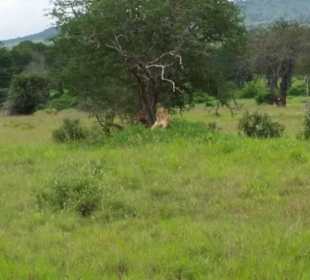 Sarova Salt Lick Game Lodge