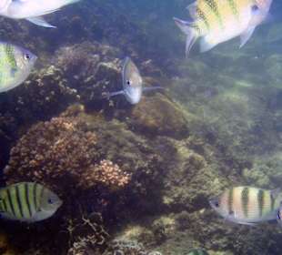 Fische am Hausriff Coral Cove Chalet