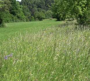 Römisches Kastell Sulz