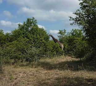 Krüger Nationalpark