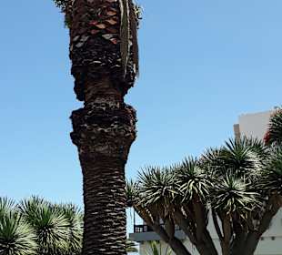 Inselrundfahrt AIDA Tagestour