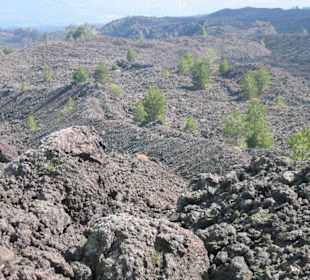 Lavalandschaft mit Bäumchen dazwischen