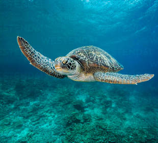 Schnorcheln Marsa Alam