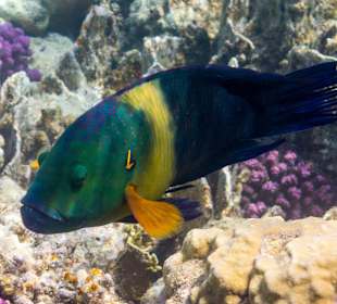 Besenschwanz-Lippfisch