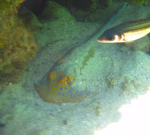 Hausriff- Hotel Cinderella Beach