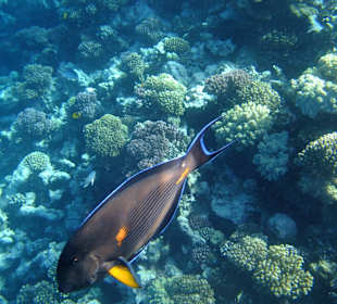 Fische am Riff