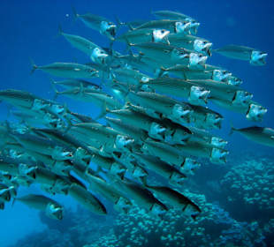 Großmaulmakrelen