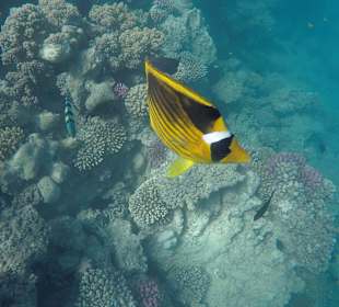 Schnorcheln Sahl Hasheesh