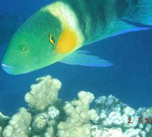 Besenschwanzlippfisch