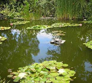 Schildkröten im Teich