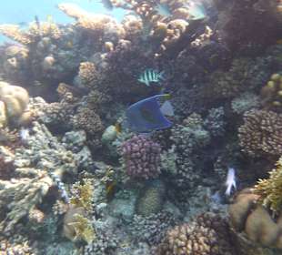 Einmalie Erlebnisse mit Mo´s Delfinen