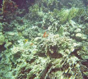Unterwasserwelt am Hausriff
