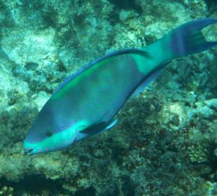 Hausriff Arabia Azur