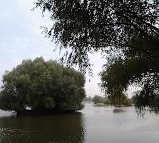 Still green - but fading