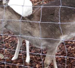Wildpark Eichert