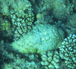 Delfinausflug November 2014