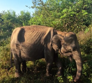 Elefantenwaisenhaus Pinnawela