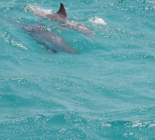 Dolphin Houseausflug