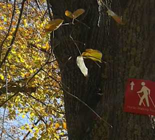 Nordic- Walkingstrecke im Kurpark