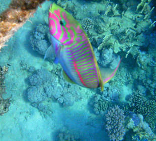 Rotmeer-Junker, Klunzingers Lippfisch