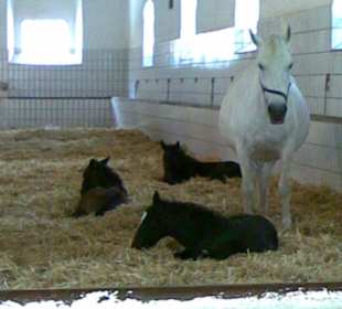 Lipizzanergestüt Piber Steiermark