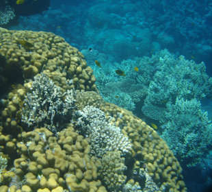 Korallenriff
