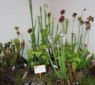 Impressionen vom Blumenfestival in Funchal