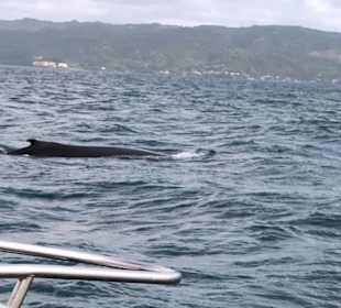 Buckelwal-Beobachtung