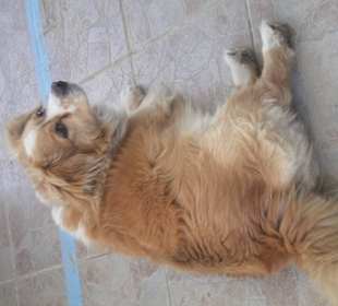 Bobby - Liebling der Familie