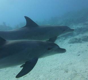 Wunderschön und freilebend...