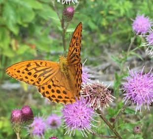 Wandern Hinterhornbach