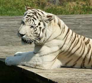 Kameltheater & Weißer Hof