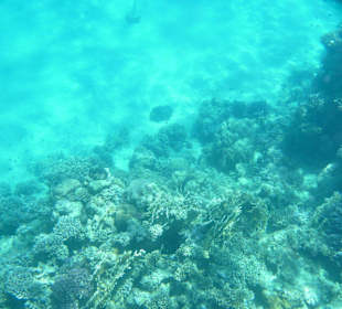 Riff Korallen am Hausriff