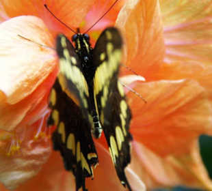 Schmetterlingshaus Falter