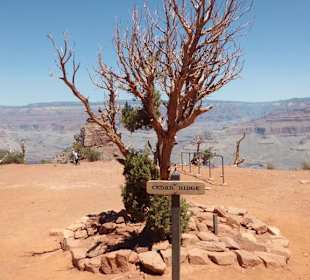 Einsamkeit am Cedar Ridge