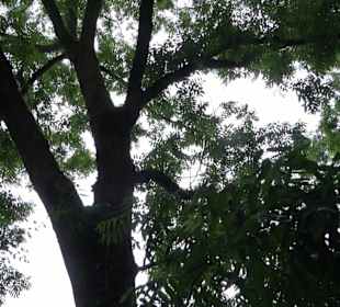 Baumlehrpfad Glacis Park