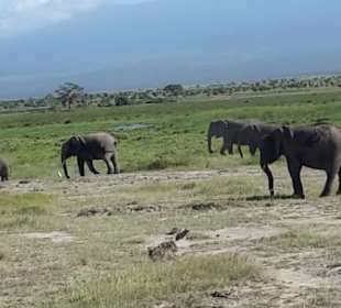 Safari Jan 2019