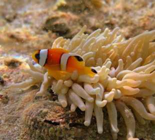 Annemonenfisch am Hausriff Hotel Carnelia Beach Resort