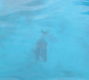 Schiffsausflug Delfine