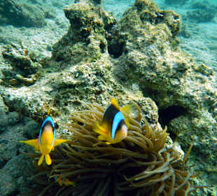 Familie Clownfisch mit Baby