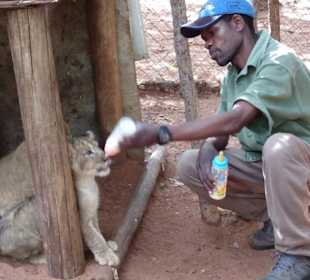 Löwen Babys werden aufgezogen