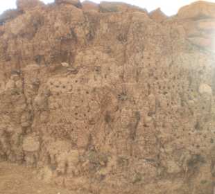 Schlupfwespen im alten Gestein