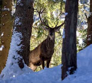 Wild- und Freizeitpark Untertauern