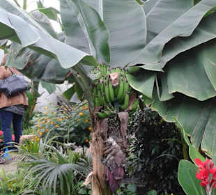 Bananepflanze mit Früchten im Schmetterlingshaus